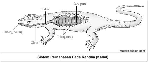  Sistem  Pernapasan  Reptil  ExtraordinarNee